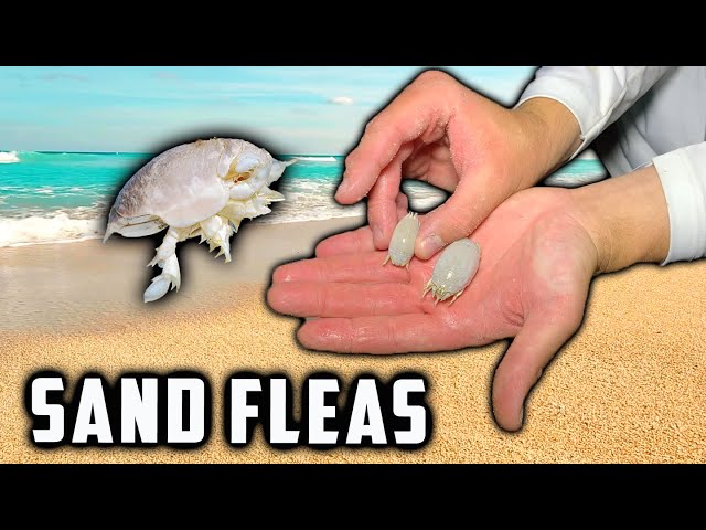 Fishing with Frozen Sand Fleas (Interesting Results) 