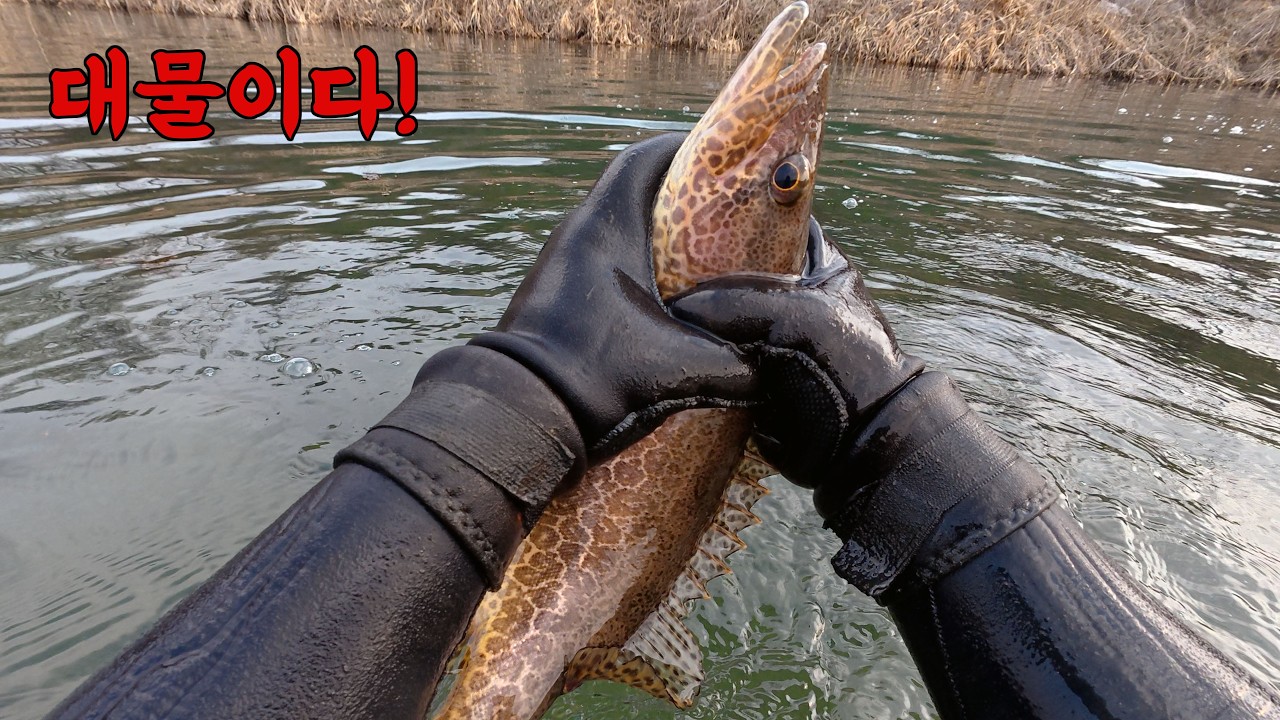 이거 놓치면 죽어야지! 작은 바위 옆에 숨어 있던 쏘가리를 맨손으로!