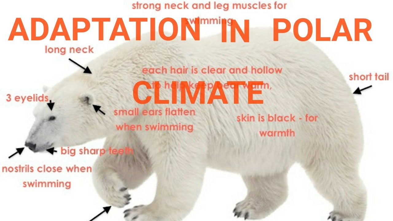 Polar Regions Polar Animal Adaptations Explore the World 