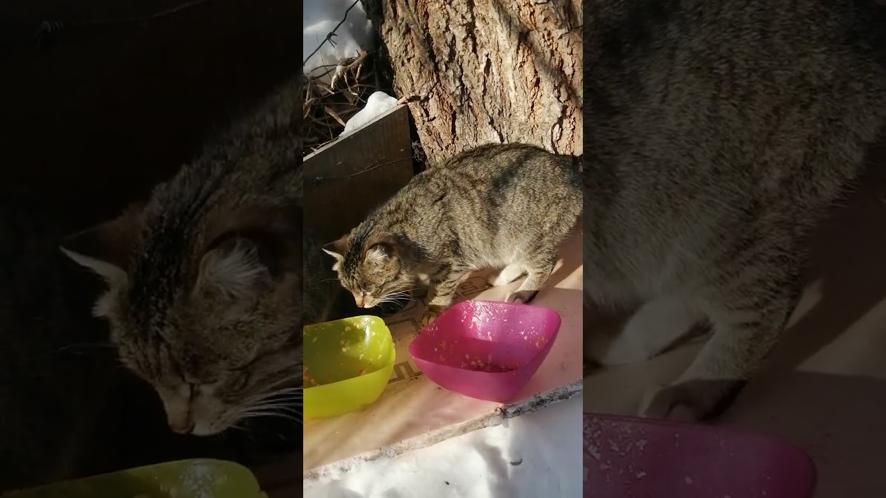 +1000р. Алексей Вячеславович Р. СПАСИБО!!! на Сбербанк 2202203654418625 Елена К. 5 февраля 2026г.