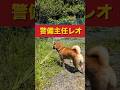 警備主任レオ❗️#柴犬さん #柴犬レオ #柴犬 #柴犬大好き