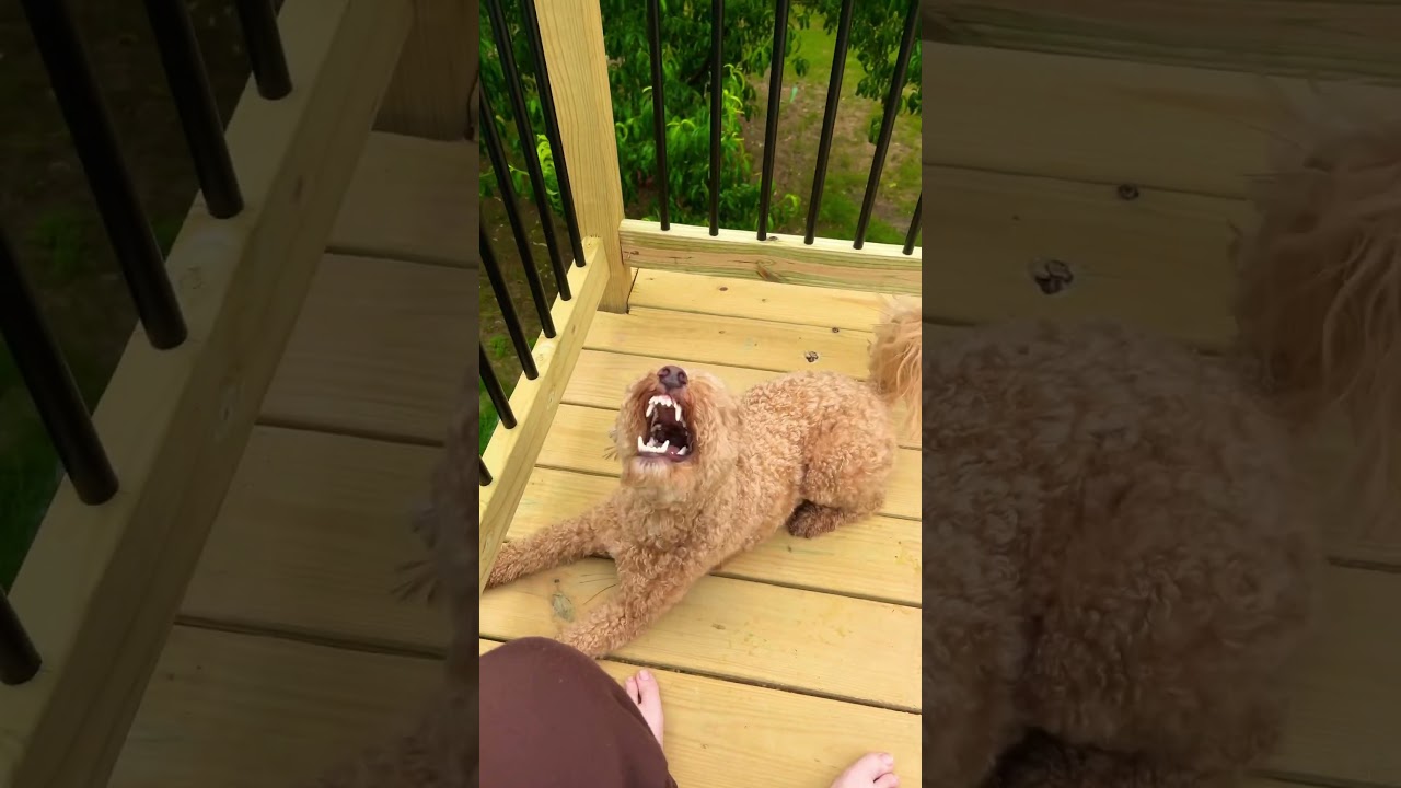 He’s just like his namesake 🤣🤣