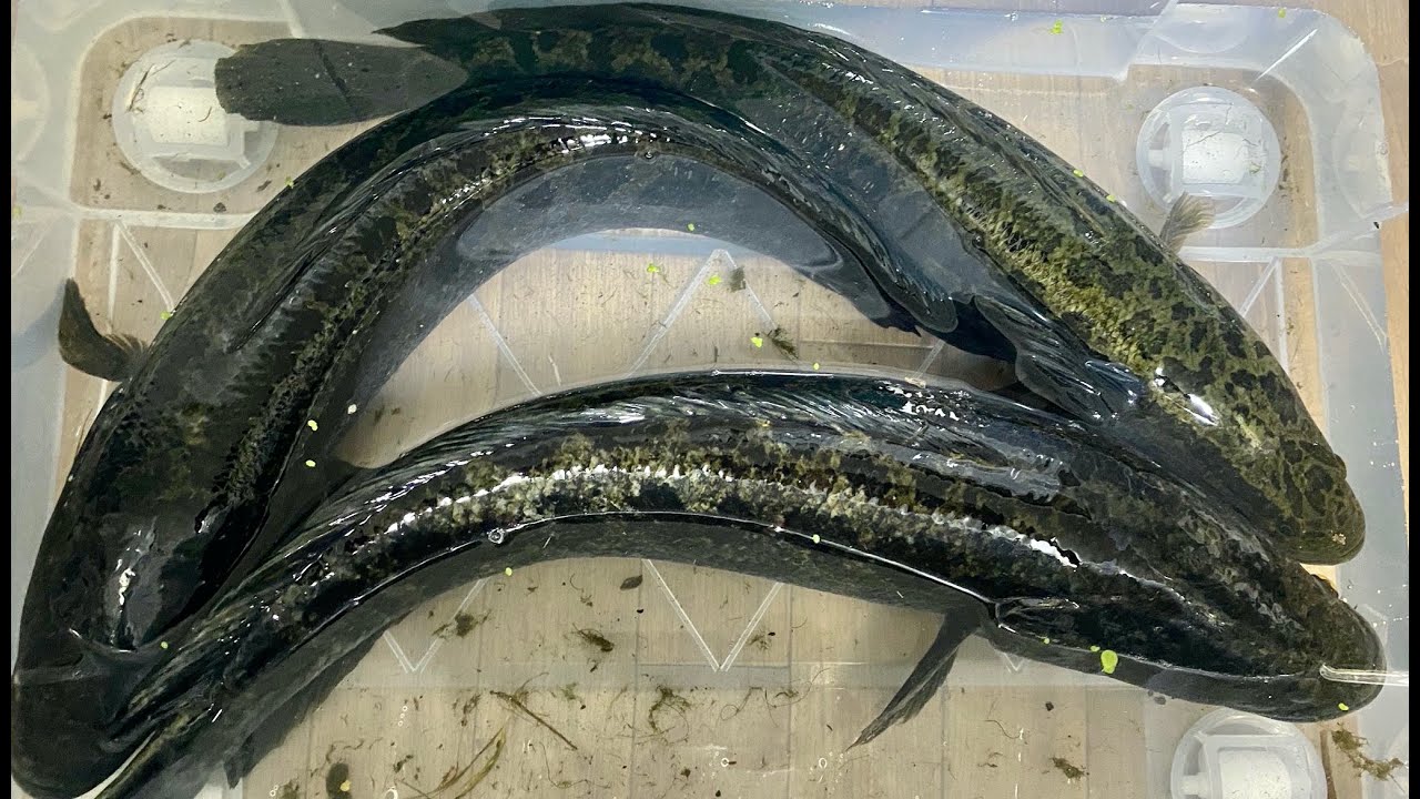 ガサガサで外来種 ライギョをとって食う 調理方法付き Youtube