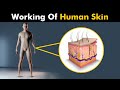 How Does Human Skin Works? | Skin Structure And Function (Urdu/Hindi)