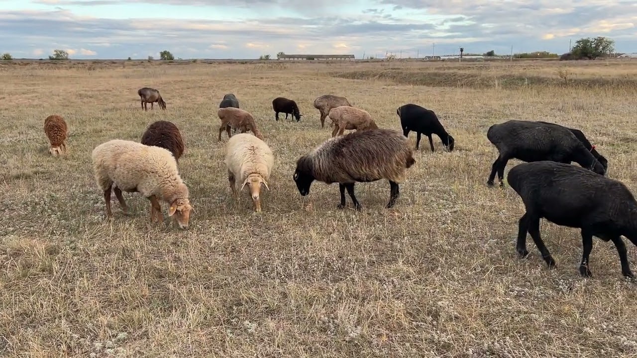 Все как есть, Видео без монтажа 