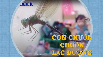 🌸Gạo#34. Vui | Con Chuồn Chuồn lạc đường | Gạo Family Channel