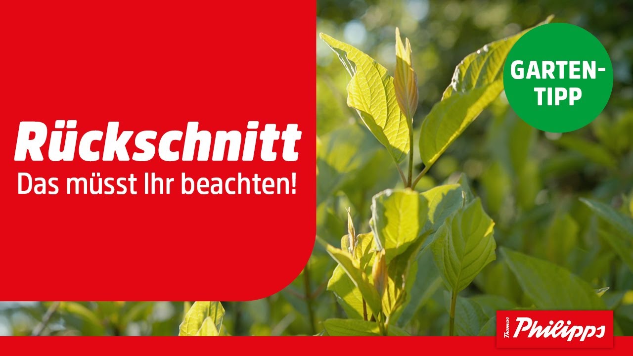 monstera acuminata kaufen Monstera acuminata – Hennis Orchideen main image 1