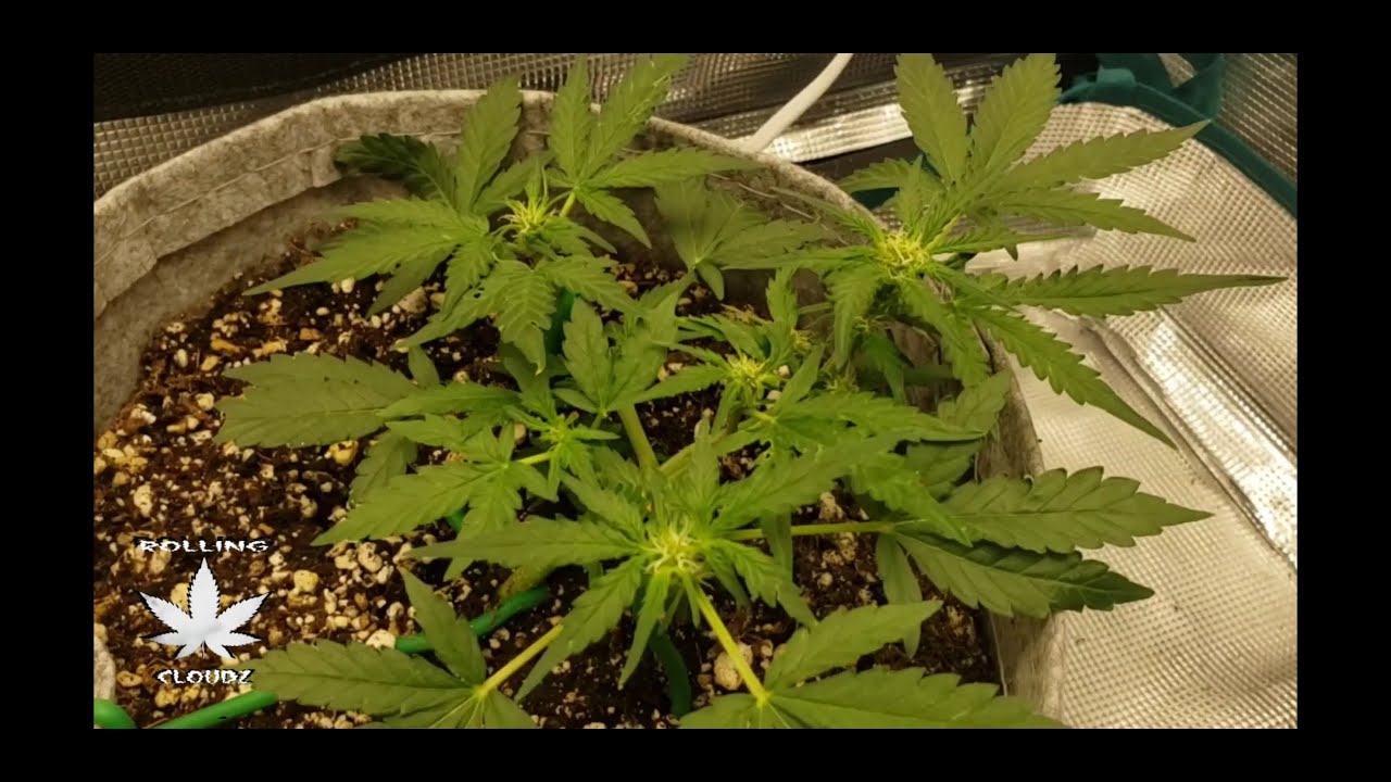 Organic Autoflower Grow [Ep. 3] Chocolate Skunk, White Widow, Blueberry [Seed To Harvest]