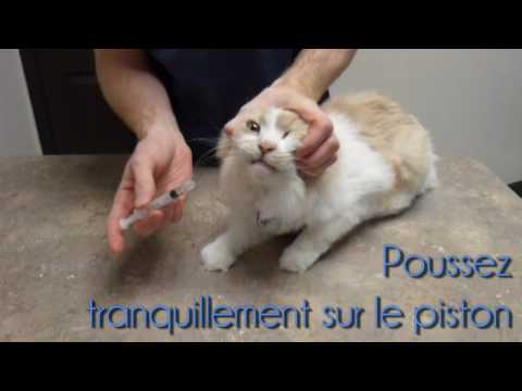 Vidéo: Pourquoi un chat urine sur les gens et les choses