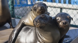Toxic algae is killing California's sea lions