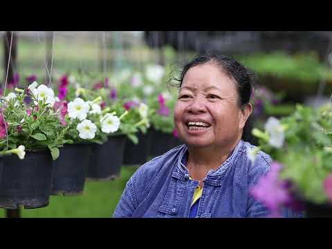 วีดีโอ: พิทูเนีย