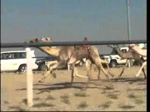 ركض فخر ملك السيد علي بن صالح الكريبي