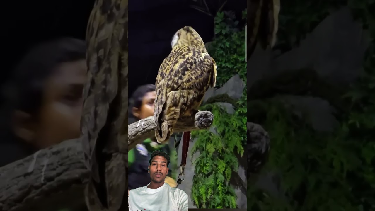 #birds #owl #animals #zoo #livewallpaper #winter #song #snow