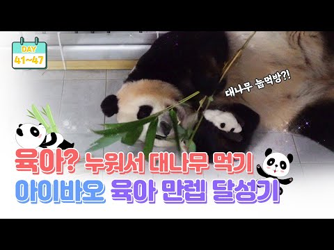 [판다로그] 초보 엄마에서 육아 백단 된 엄마 판다 아이바오 | 에버랜드 판다월드 (Baby Panda)