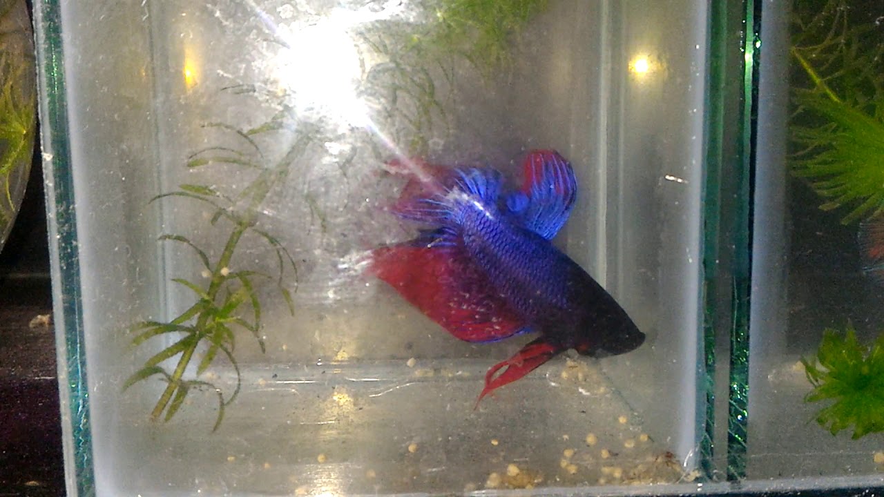 Belajar ternak ikan cupang 