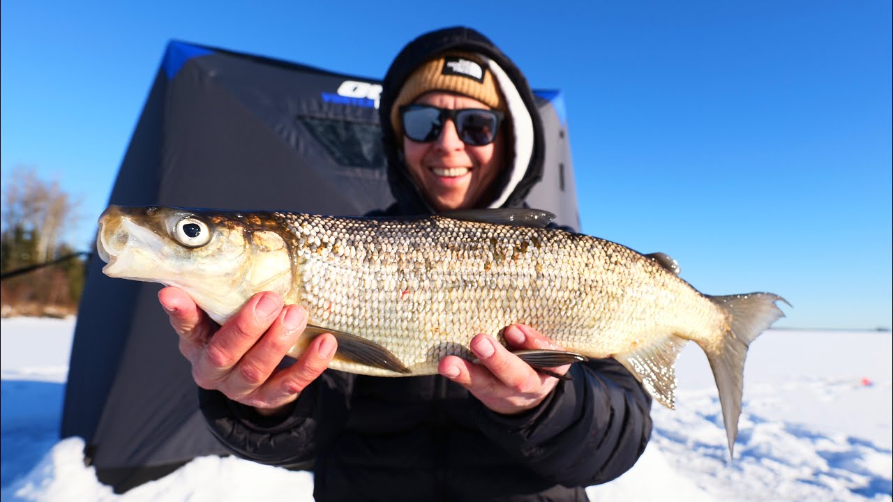 Я приземлился над стаей сига