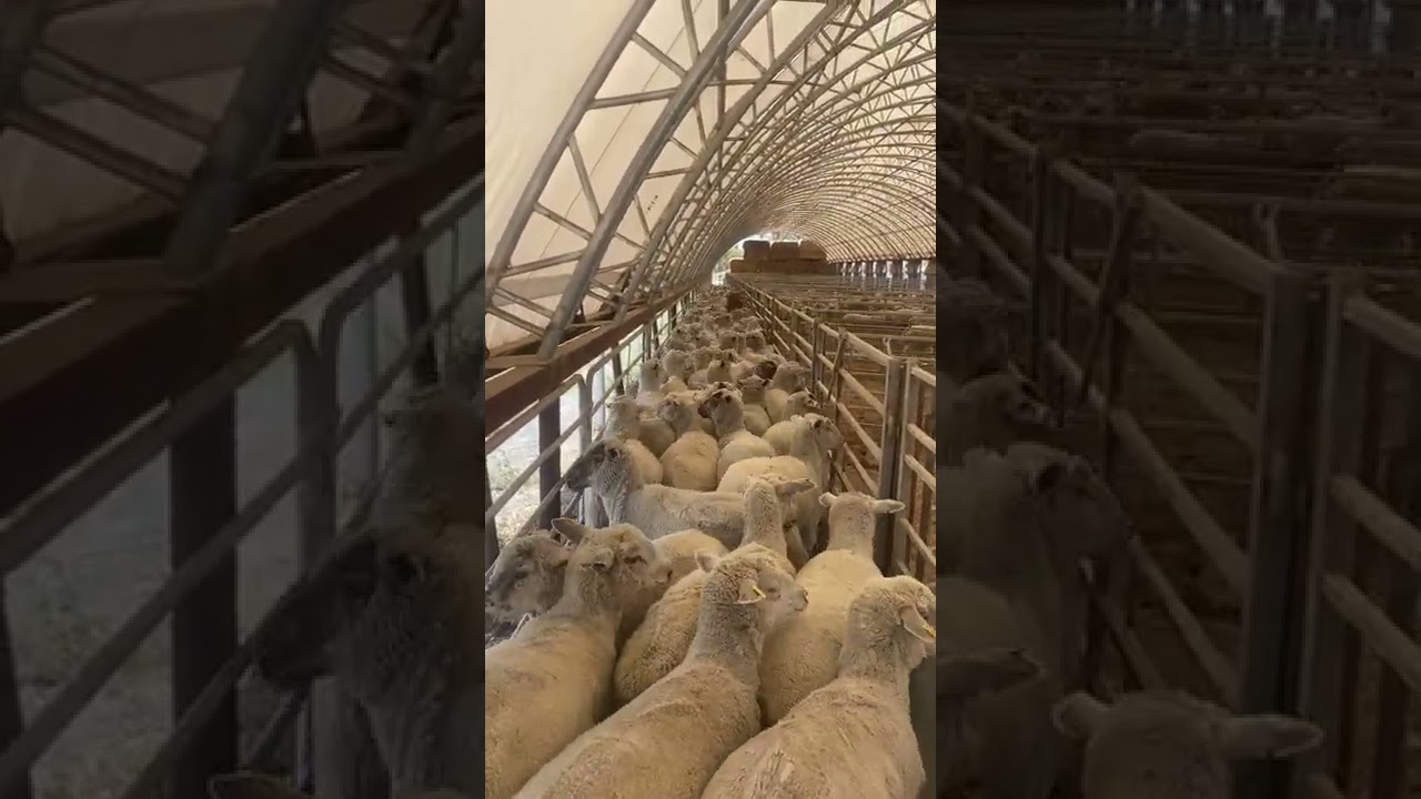 Brown and Tan Kelpie Separates Sheep in Laneway || ViralHog