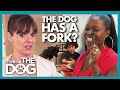 House Divided over Dog Fed Like a King During Mealtimes!  | It's Me or The Dog