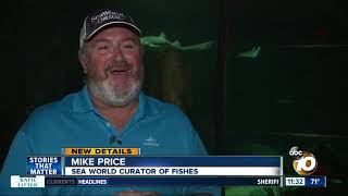 Experts try to determine what caused death of shark found in Carlsbad
