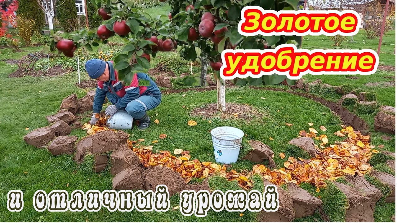 Удобрение для вашего сада у вас под ногами. Сад вас одарит крупными и красивыми плодами. Беларусь.