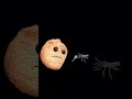 mosquito singing