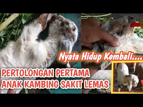 ANAK KAMBING HIDUP KEMBALI / MINUM OBAT TRADISIONAL