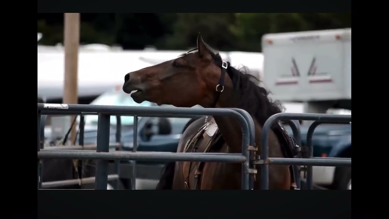 Two Horses Neighing 🐴