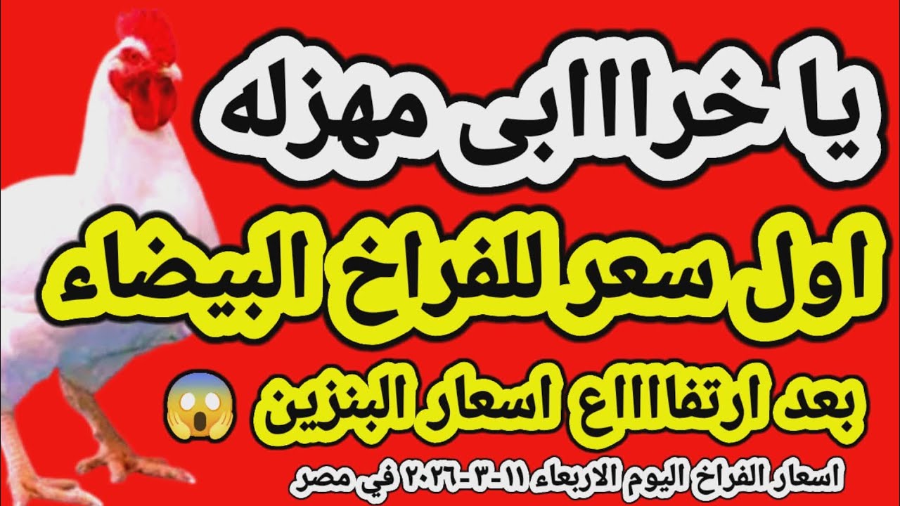 اسعار الفراخ البيضاء اليوم/ سعر الفراخ البيضاء اليوم الاربعاء 2026/3/11 في مصر جمله وقطاعي