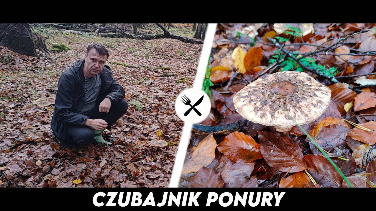 Czubajnik Ponury - Jak rozróżnić od Czubajki Kani?