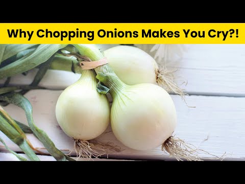 Why Chopping Onions Makes You Cry?! |facts| DR Wonder TV