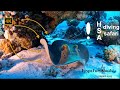 4k hsa diving safari egypt 2023  red sea underwater  fury shoals