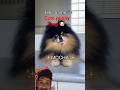 puppy dogs shorts video# cute dogs video# like subscribe kar dia karo bhaiya