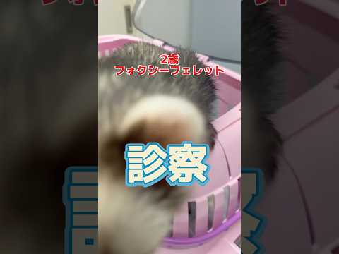 フェレットの緊急症状と対処法|獣医師が教える命を守るチェックリスト