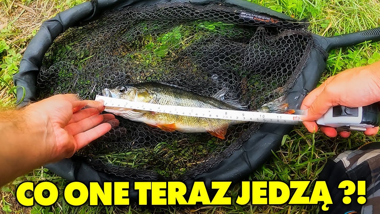 Od czego zależy branie ryb 2