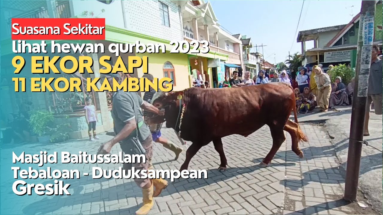 Idul Adha 2023 || Ramai Lihat Hewan Qurban Di Masjid Baitussalam Tebaloan - Duduksampean - Gresik