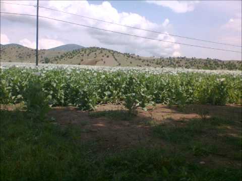 KaRaŞaR KöYü / GöYNüCeK ( Amasya )