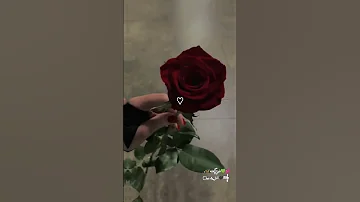 يا جمال يا خيال R 