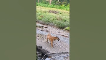 tiger sightings in Kanha National park madhya pradesh India  #kanhatigerreserve #viral #viralvideo
