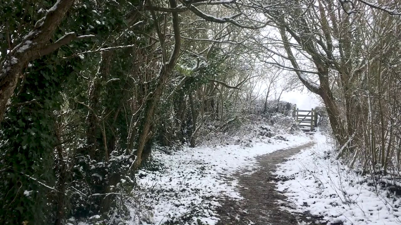 Watch Snow Falling Through Leaves & Winter Wind Sounds for Sleep, Insomnia, Tinnitus: Natural White Noise on YouTube Watch Snow Falling Through Leaves & Winter Wind Sounds for Sleep, Insomnia, Tinnitus: Natural White Noise on YouTube