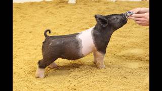 44-3 Cross Gilt