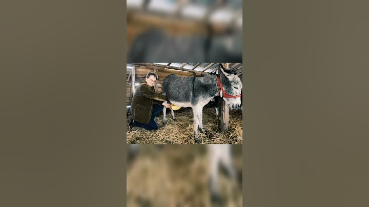اغلى انواع الجبن لن تصدق سعره وكيف يصنع 😂