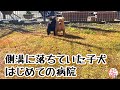 【捨て犬　子犬　保護】ど緊張で固まってしまった子犬　初めての病院