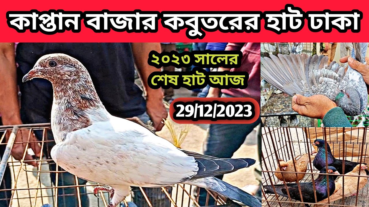 29/12/2023 কাপ্তান বাজার কবুতরের হাট ঢাকা। কবুতরের দাম। কবুতরের হাট। কম দামে কবুতর। কবুতর। pigeons