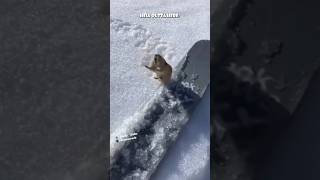 livid lemming 🤬 / source video: kristofurterdell via snowverb (TT/IG) #shorts