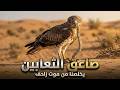 صاعق الأفاعي في براري السعودية طير يقضي على موت زاحف ويأكل سما يخيف البشر الصياد عقاب للثعابين