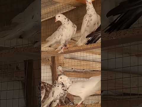 #бакинские #голуби #широкохвостые