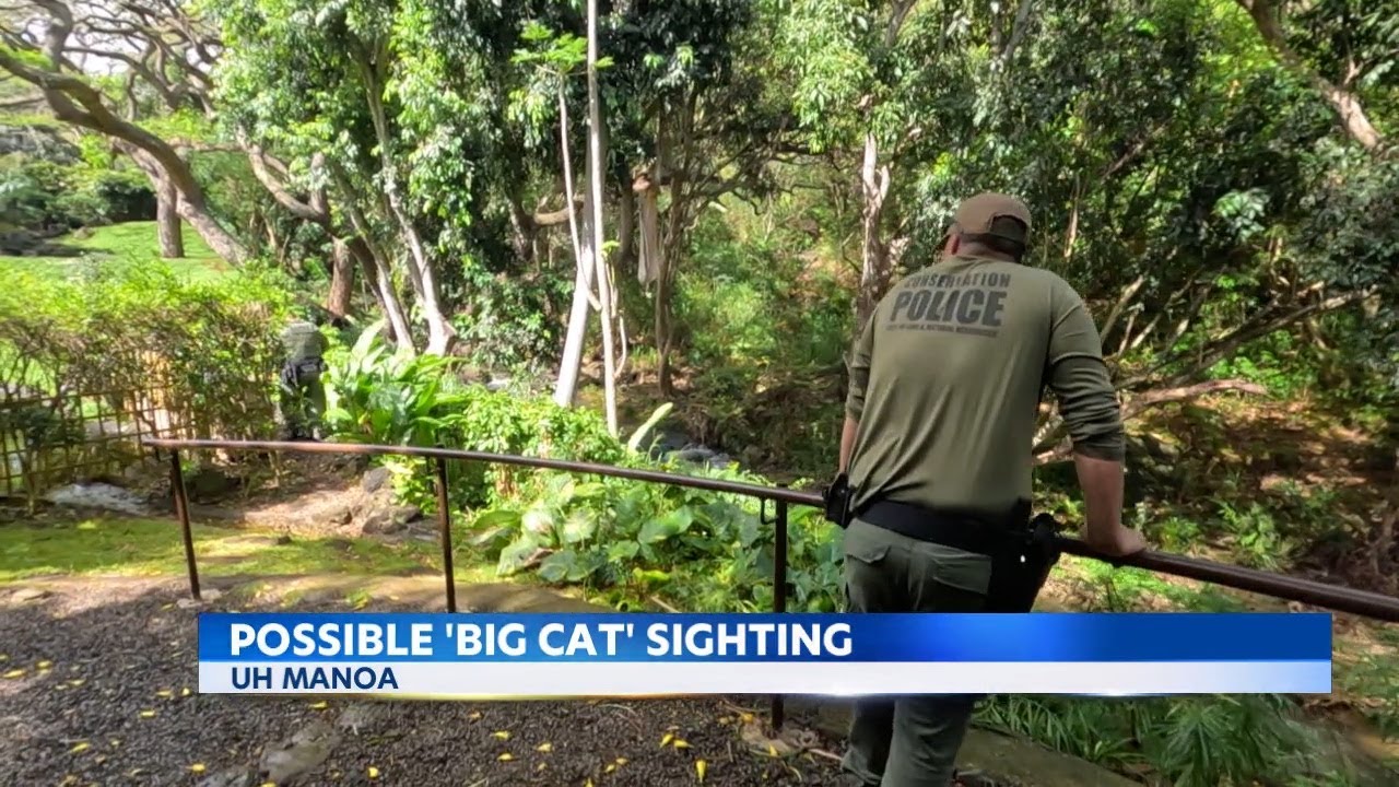 Wildlife officials in pursuit of large cat roaming Manoa