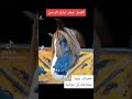 لعب مع الحصان الفحل جعفر 