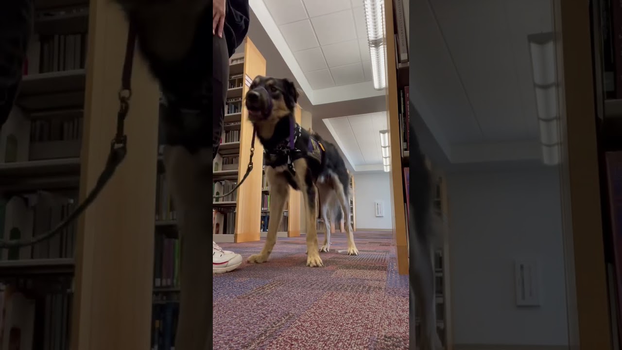 Hand signal training with Aberforth! 🖐️🐕 