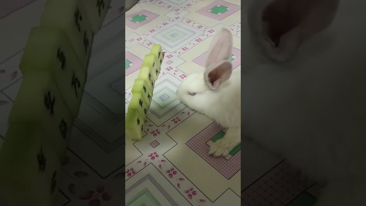 Rabbit mom, what card is the little white rabbit trying to play